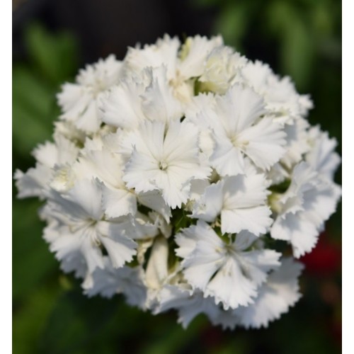 Dianthus barbatus dash white -топ карамфил, нисък (1395)
